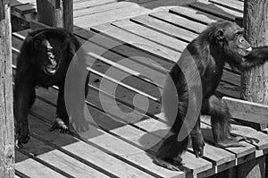 Two Screaming Chimpanzee Primates showing monkey love