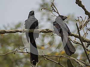 Two scrub blackbird on a branch