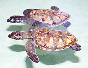 Two sea baby turtle swimming in tropical water