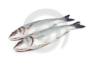 Two sea bass fish