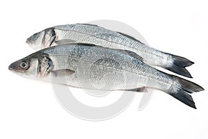 Two sea bass isolated