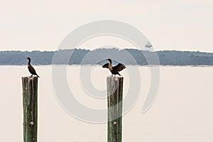 Two Sea Birds on Pilings