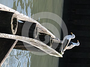 Two Sea Gulls photo