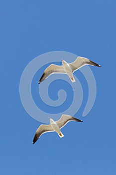 Two sea gulls in the blue sky of Spiekeroog. photo