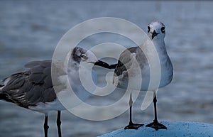 two sea gulls perched on boat hull