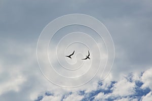 Two seagulls in the sky against the sky and clouds