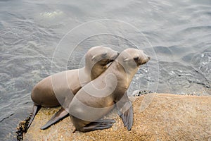 Two Sea Lion Pups on the Rocks