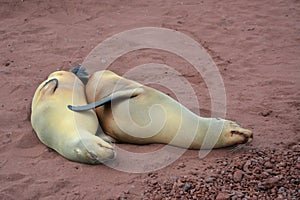 Two sea lions on the beach in the Galapagos