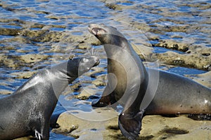 Two sea lions fighting on a rocky beach