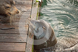 Two sea lions interact