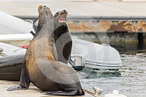 Two sea lions mouths open claiming their spot