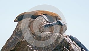 Two Sea Lions resting on Pinnacle rock at Lands End in Cabo San Lucas Baja Mexico