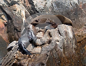 Two Sea Lions resting on Pinnacle rock at Lands End in Cabo San Lucas Baja Mexico