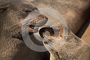 Two sea lions talking or kissing to each other on the beach of Cape cross in namibia, africa