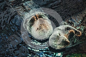 Two sea Otter floating