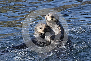 Two sea otters floating in the coastal waters off the island in