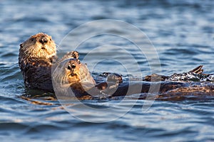 Two sea otters floating in Morro Bay, California