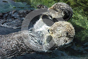 Two Sea Otters Holding Paws and Floating on Backs