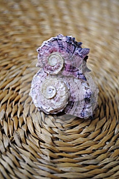 Two sea shells on a straw mat