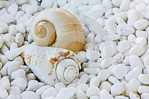 Two sea shells