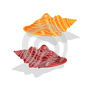 Two sea shells Vector