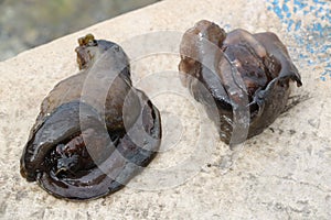 Two sea slug