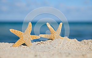 Two sea star starfish on beach