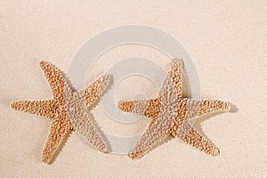 Two sea star starfish on sand backdrop