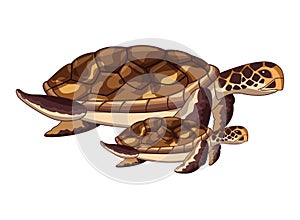 Two sea turtle icon cartoon