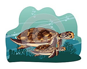 Two sea turtle icon cartoon