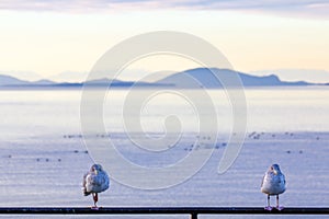 Two seabirds face camera infront of islands and the sea