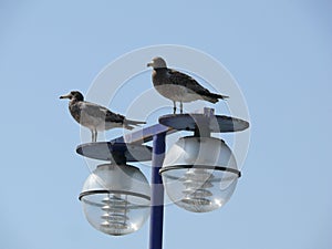 Two seabirds on a lamppost