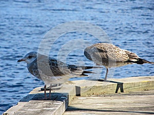 Two seagul on thePÃ¤ijÃ¤nne lake