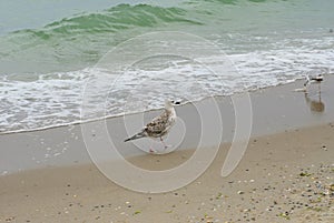 Two seagull.