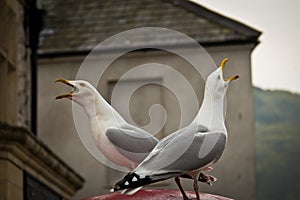 Two seagull birds chirping opposite to each other