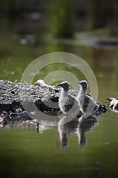 Two Seagull Chicks in a Pond