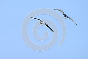 Two seagull flying
