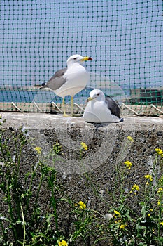 Two seagull sit togther