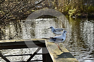 Two seagull a wooden railing
