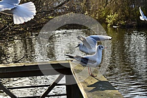 Two seagull a wooden railing