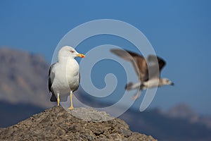 Two seagulls.