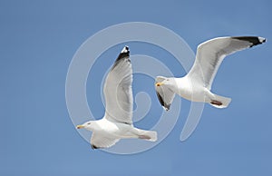 Two seagulls