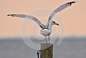 Two seagulls ar batteling and flying at a seat on a blue wooden pole, in bright dusk light