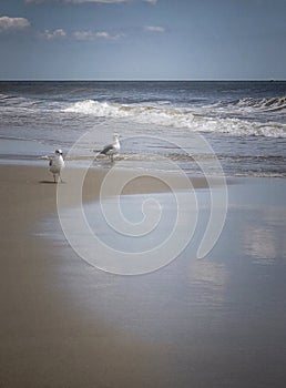 Two Seagulls on Beach on Sunny Day