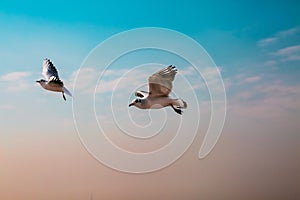 Two seagulls in blue sky