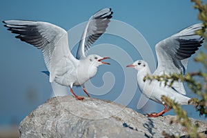 Two Seagulls challenge