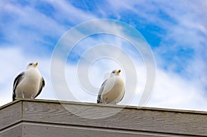 Two seagulls, each looking in the same direction