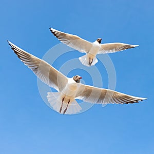 Two seagulls in flight against the blue sky