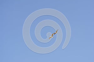 Two Seagulls in Flight in blue sky