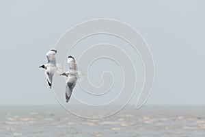 Two seagulls flying.